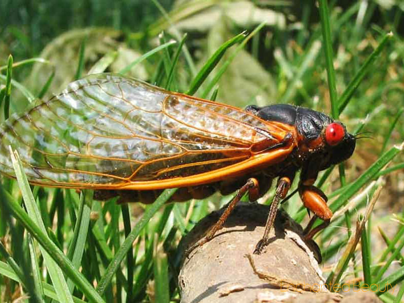 Benefits-of-eating-cicadas-1