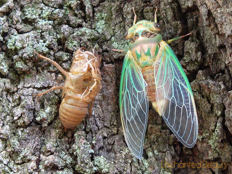 cicadas in south carolina