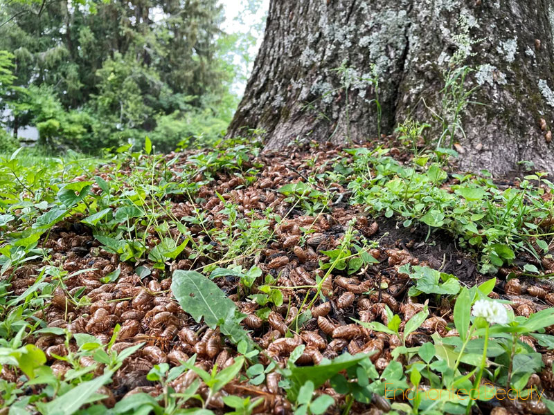 cicadas-in-south-carolina-cicadas-2024-map