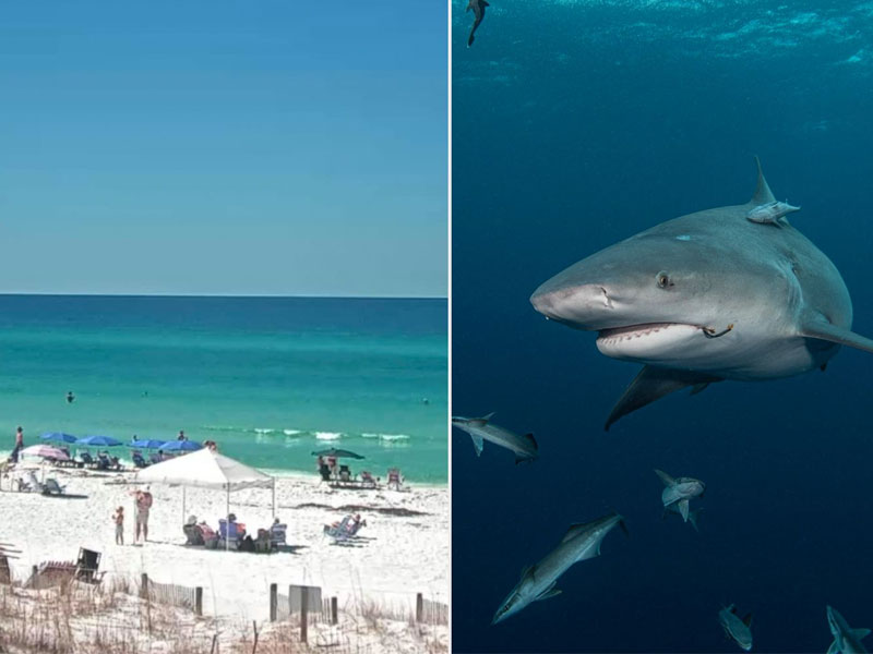 6-beaches-with-the-most-shark-attacks Florida