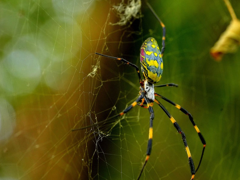 How-to-handle-a-Joro-spider-bite