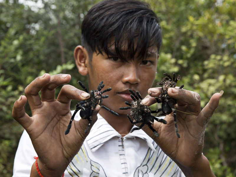 Joro spiders have dangerous venom: How to handle a Joro spider bite