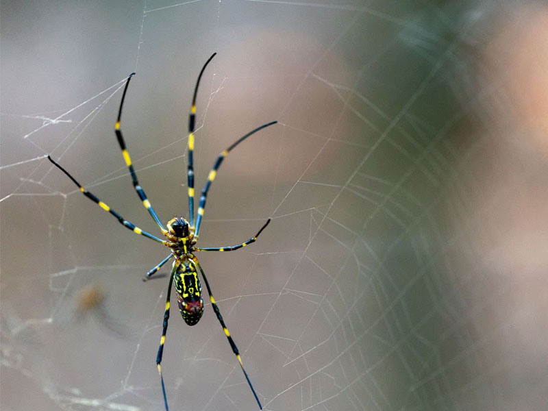 joro-spider-bite-poisonous