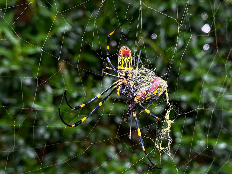 joro-spider-bite-treatment