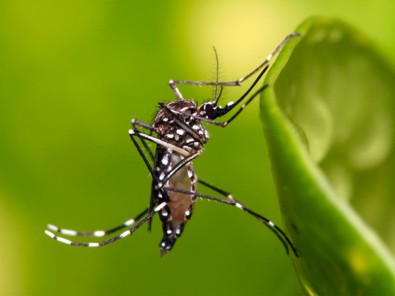 mosquito-repellent-insect-spray