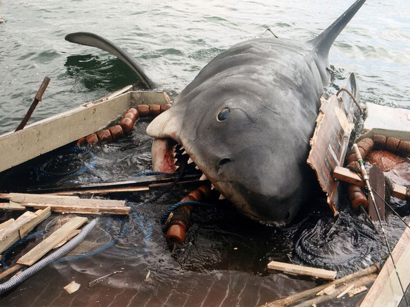 shark-attack-in-florida-last-week