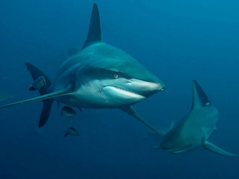 shark-attack-in-florida-recently