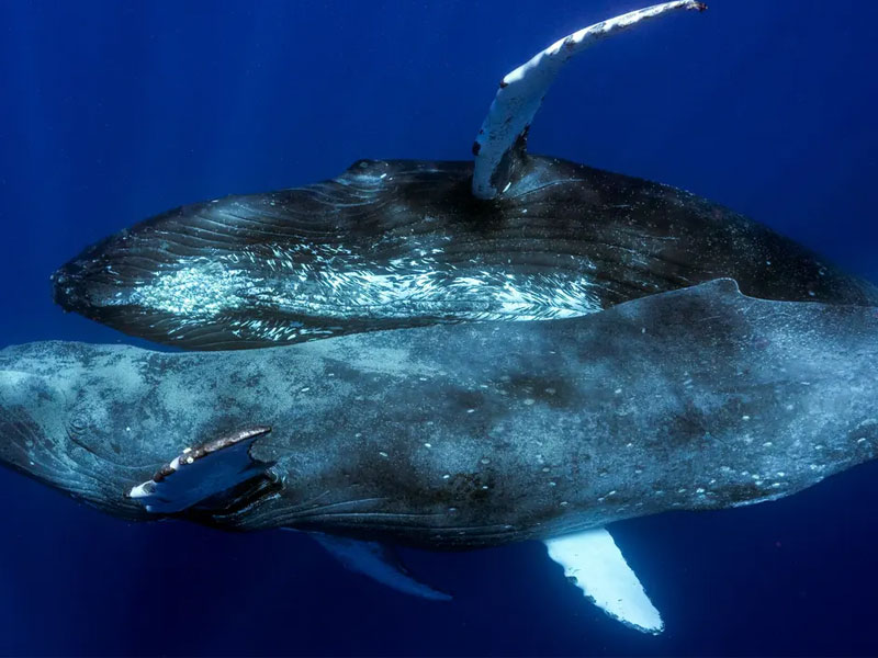 Unexpected discoveries about the sex life of humpback whales