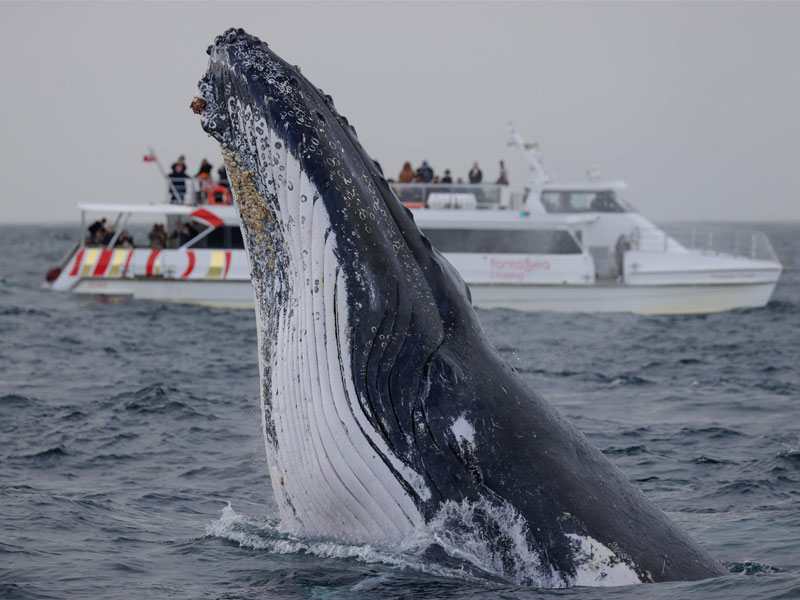 Size-and-Weight-of-Humpback-Whales