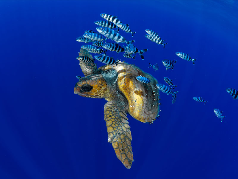 The-Mysteries-of-the-Caribbean-Unique-Marine-Life