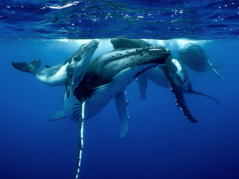 The-sex-life-of-humpback-whales---Alaska