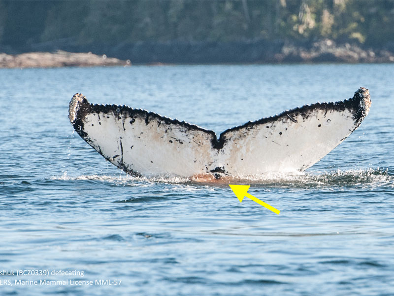 The-sex-life-of-humpback-whales---Amazon