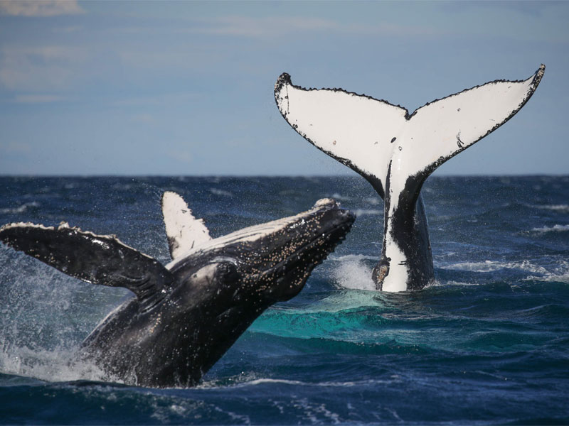 The-sex-life-of-humpback-whales---Physical-Characteristics