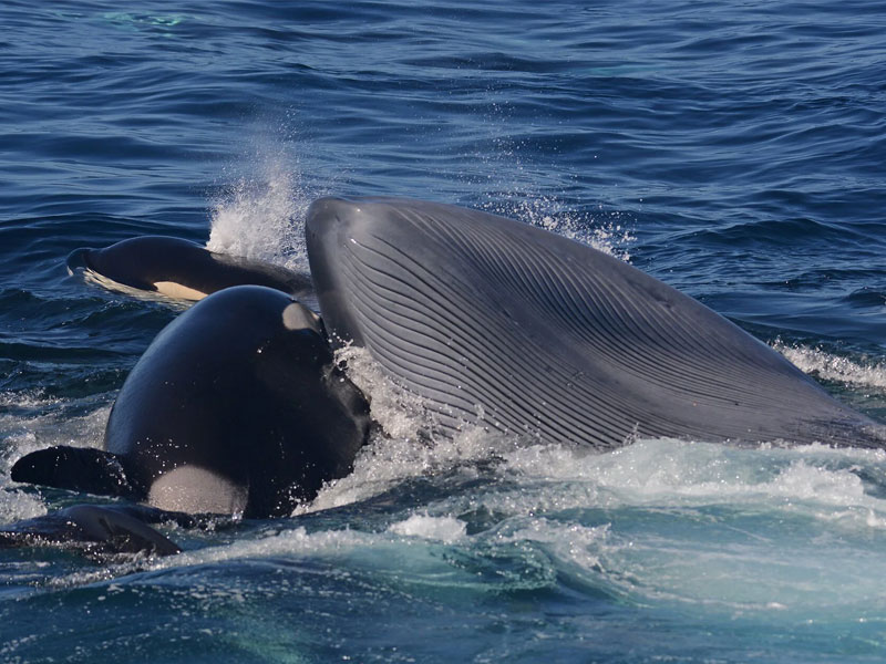 the-sex-life-of-humpback-whales